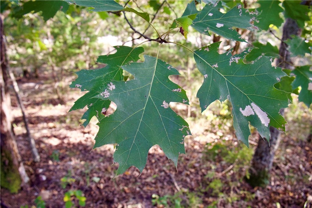 Picture 21