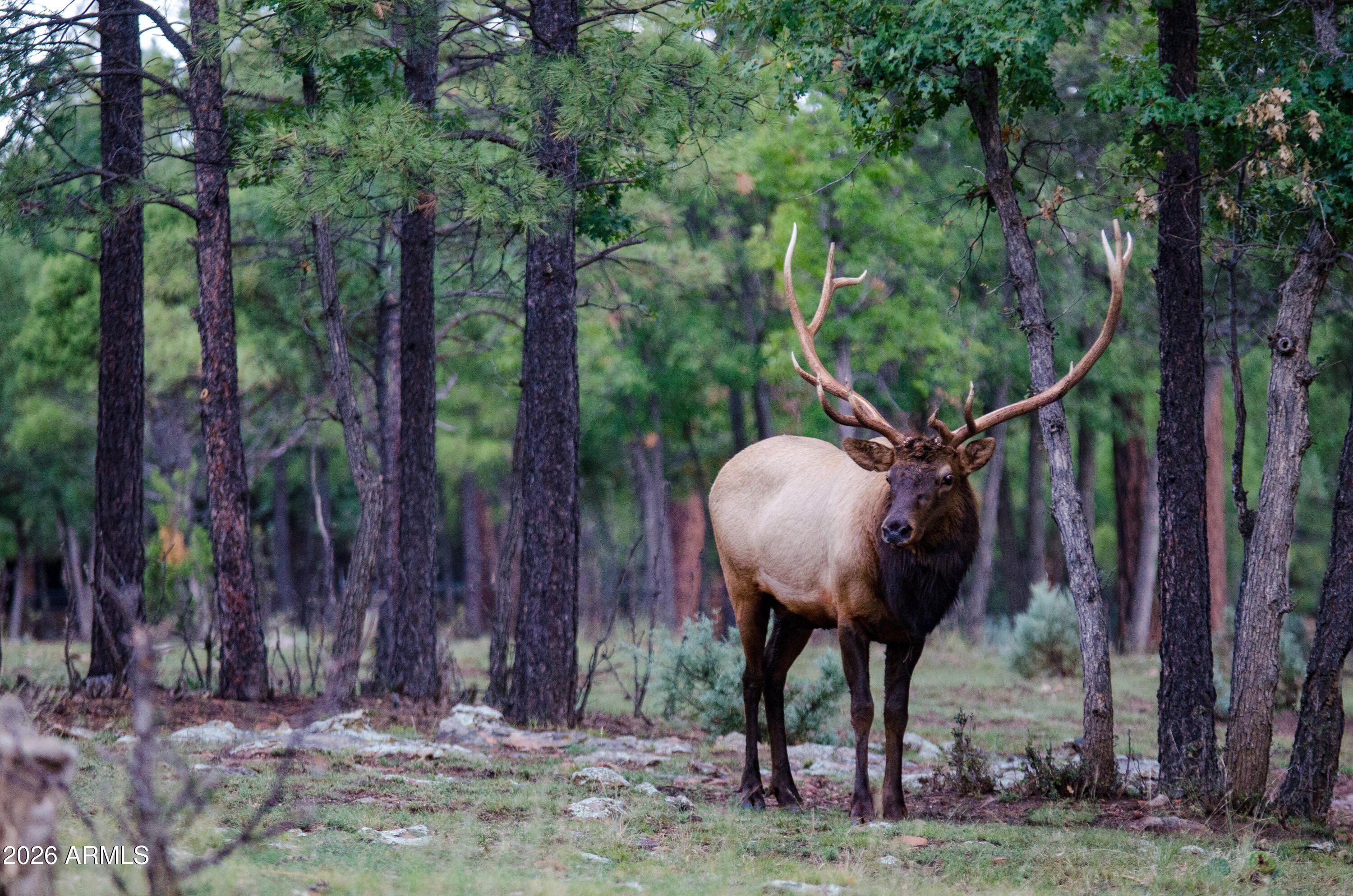 73 Acres Bordering National Forest
