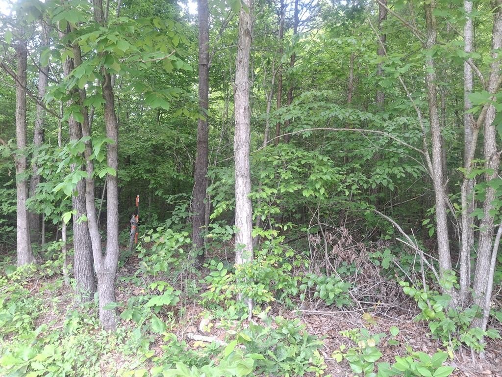 Picture 5