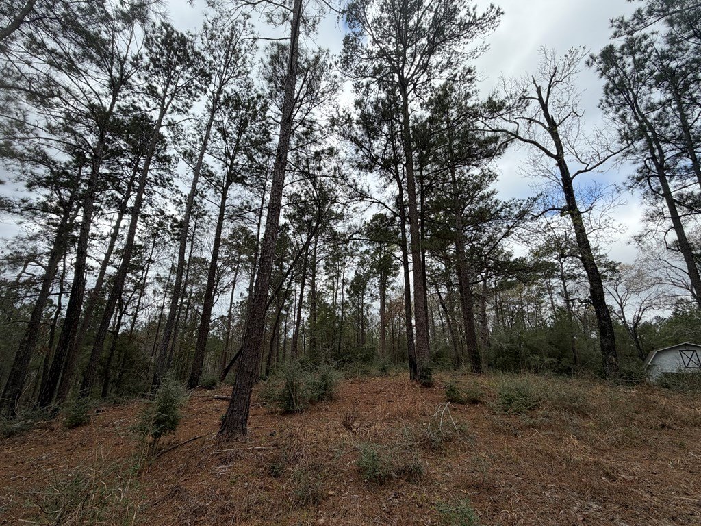 Picture 3