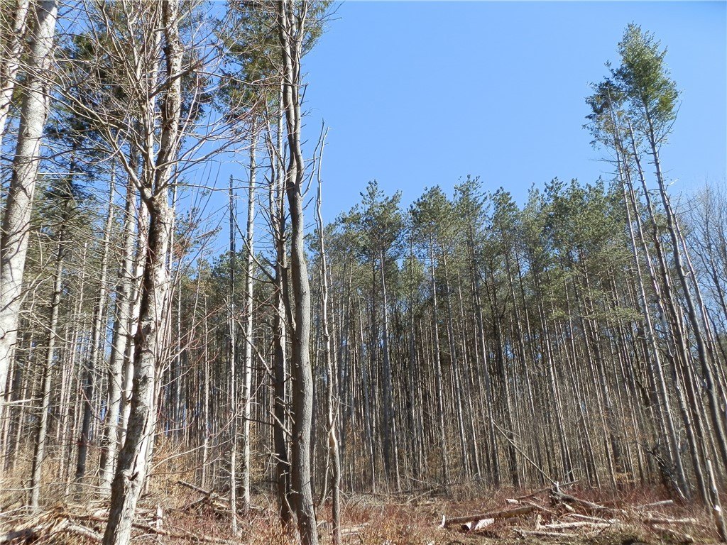 Picture 8