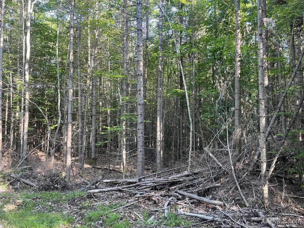 Picture 8