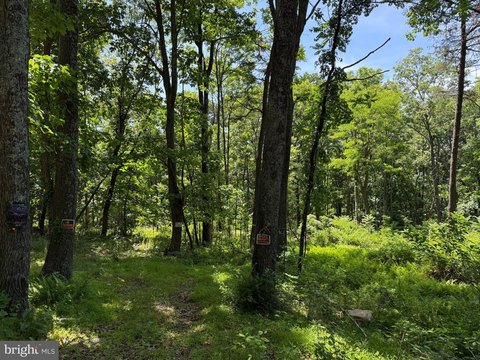Wooded Parcel in Augusta, WV