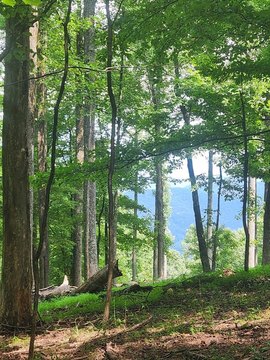 Ellijay, GA Vacant Lot