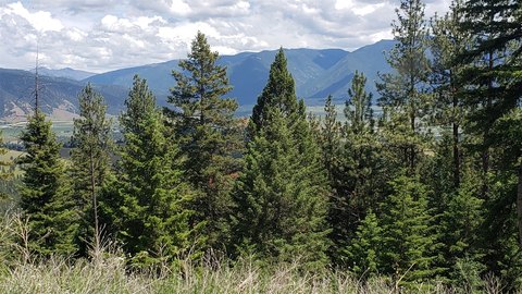 Wooded Acreage with Mountain Views