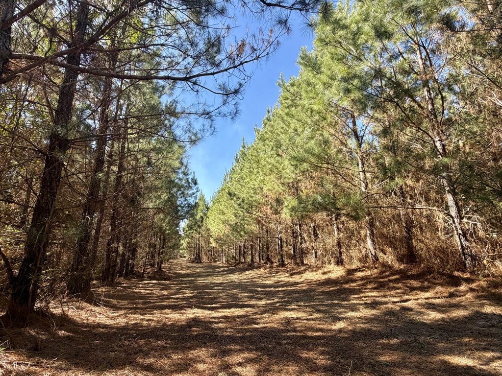 Picture 41