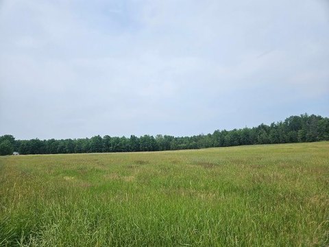 Open-Field Land with Woods