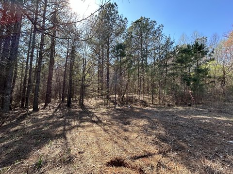 Wooded Acreage in Etowah, TN