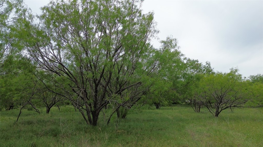 Picture 21