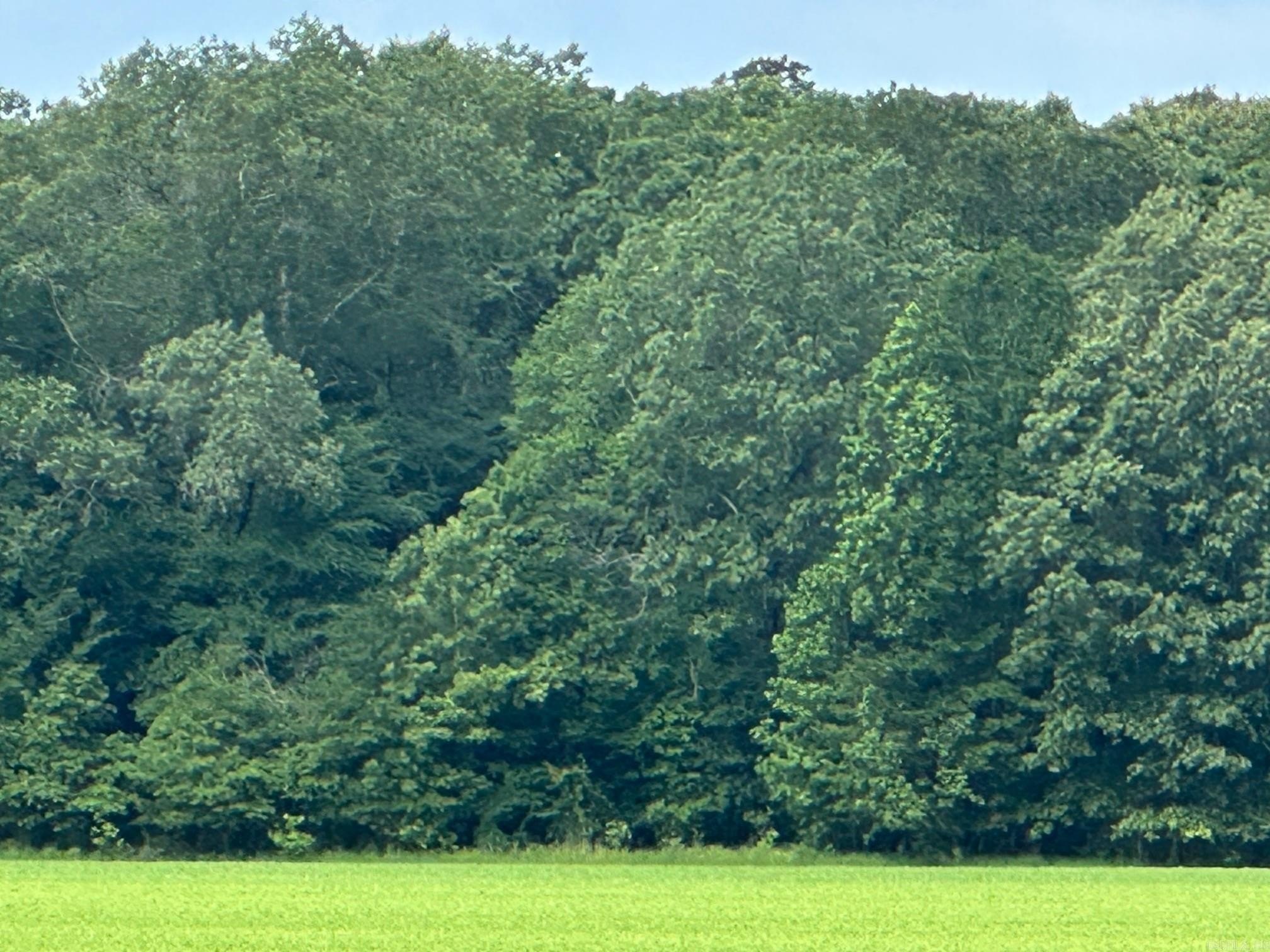 40 Acres of Timberland