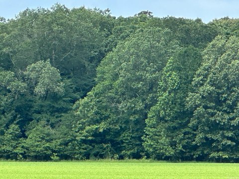 40 Acres of Timberland