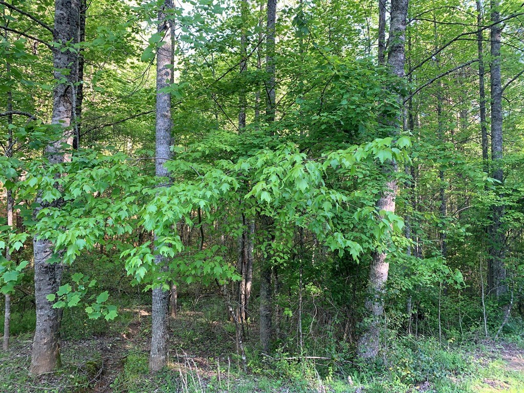 Picture 8