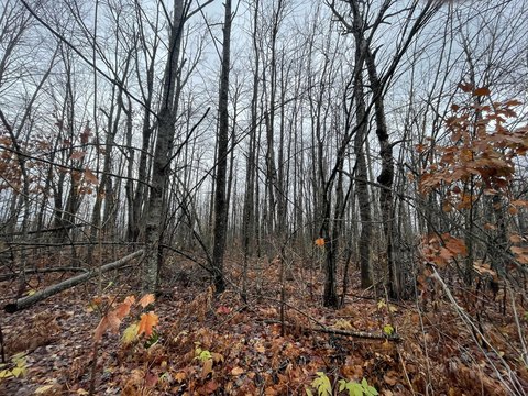 Residential Land in Elmira, MI