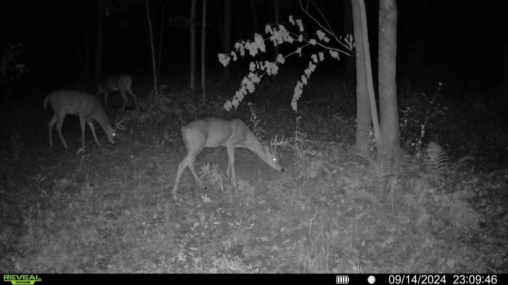 Picture 13