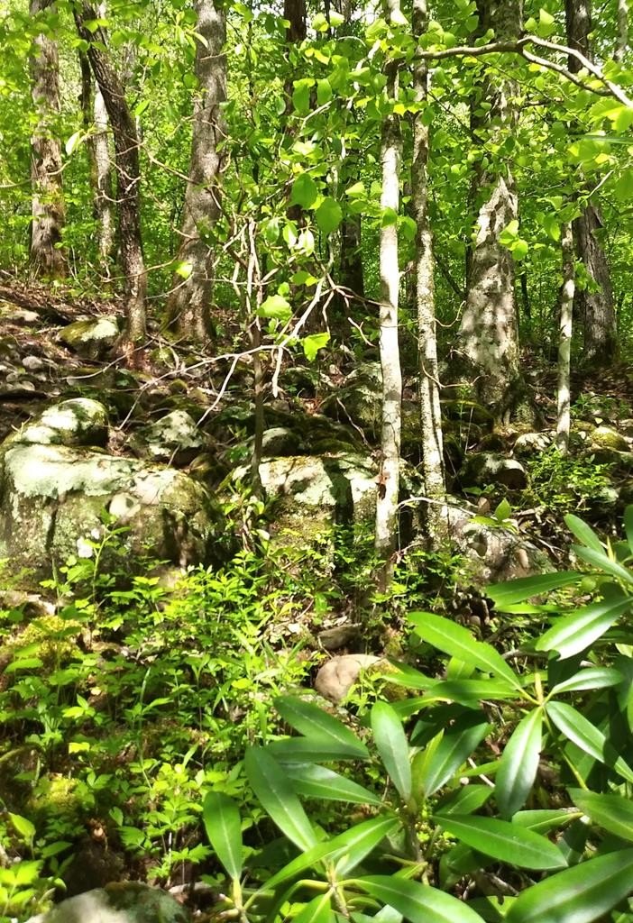 Land in Wilder, Tennessee