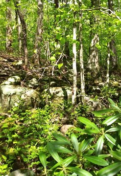 Land in Wilder, Tennessee