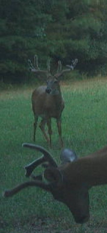 Picture 52
