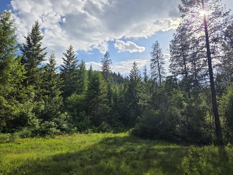 Heavily Wooded Recreational Land