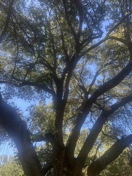 Lots/Land, Lumberton, MS