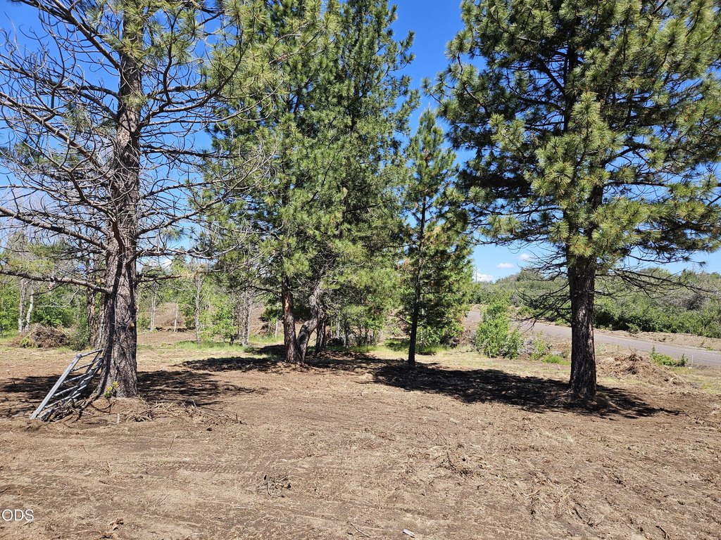 Picture 5