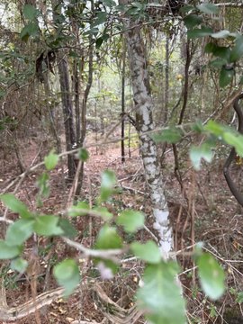 Land, Brookeland, TX