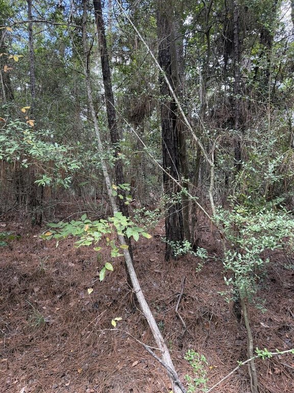 Picture 3