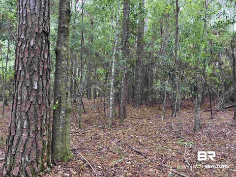 Wooded Residential Development Lot
