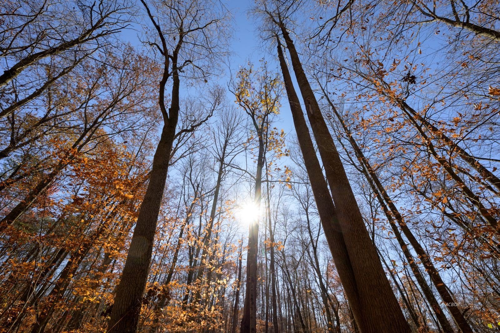 Wooded Land Near US 33