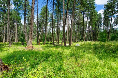 Land in The Woodlands, Whitefish