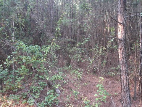 LAND, Lake City, SC