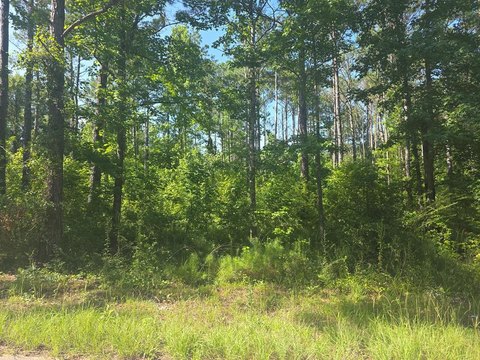 LAND - Georgetown, GA
