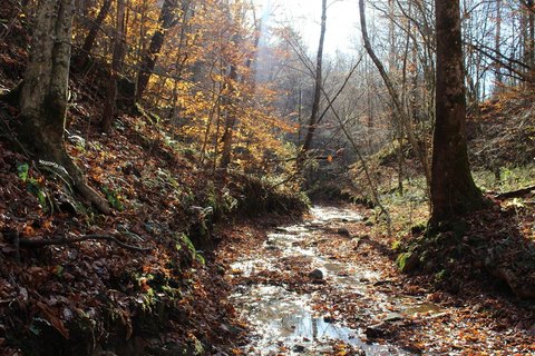 Waterfront Recreational Land Tract