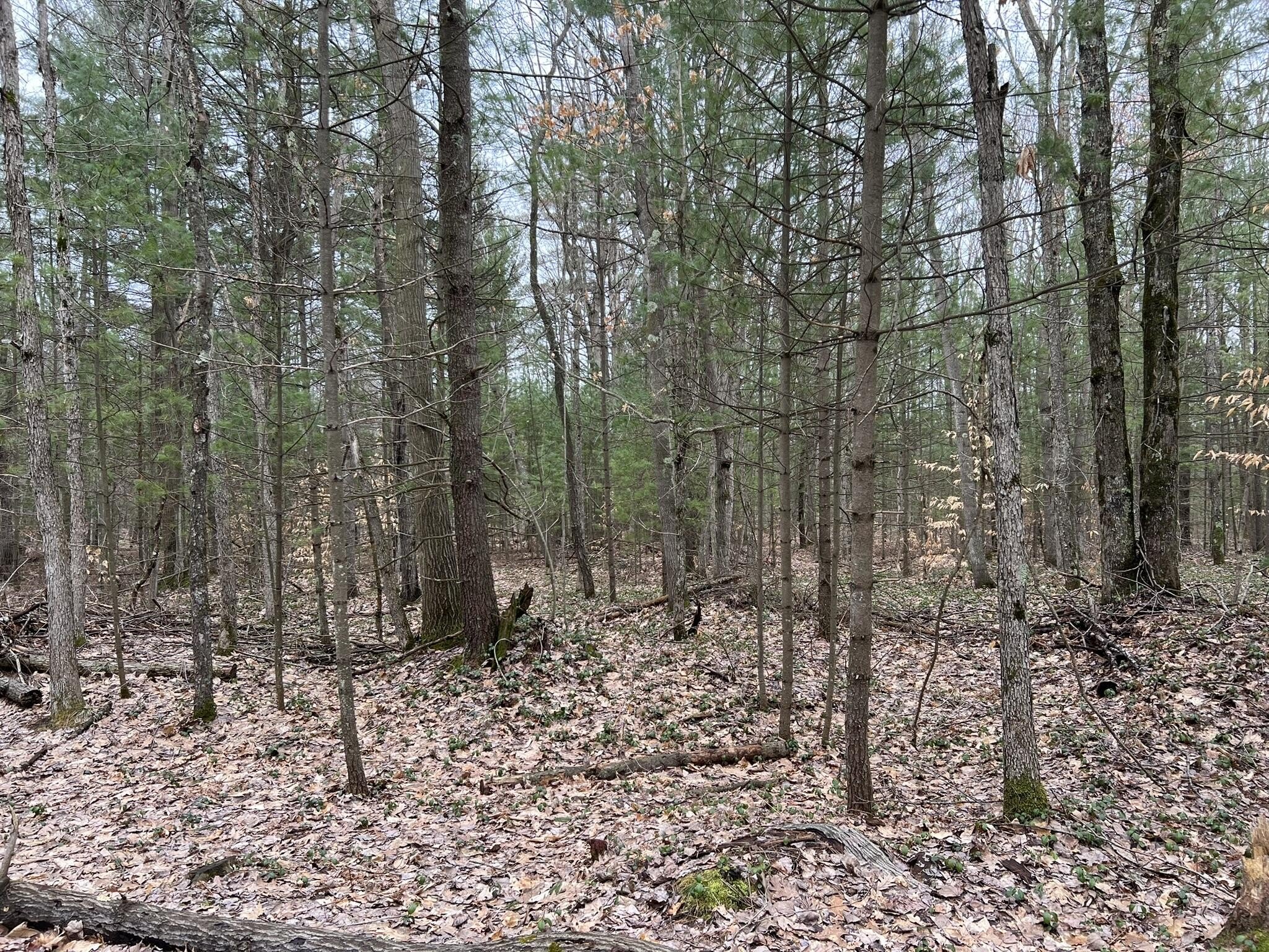 Secluded Land Parcel Near Ludington
