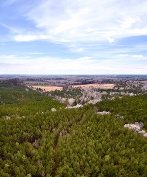 Hunting Timber Land Tract