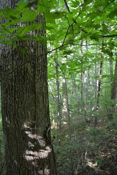 Land in Tennessee Hill Country