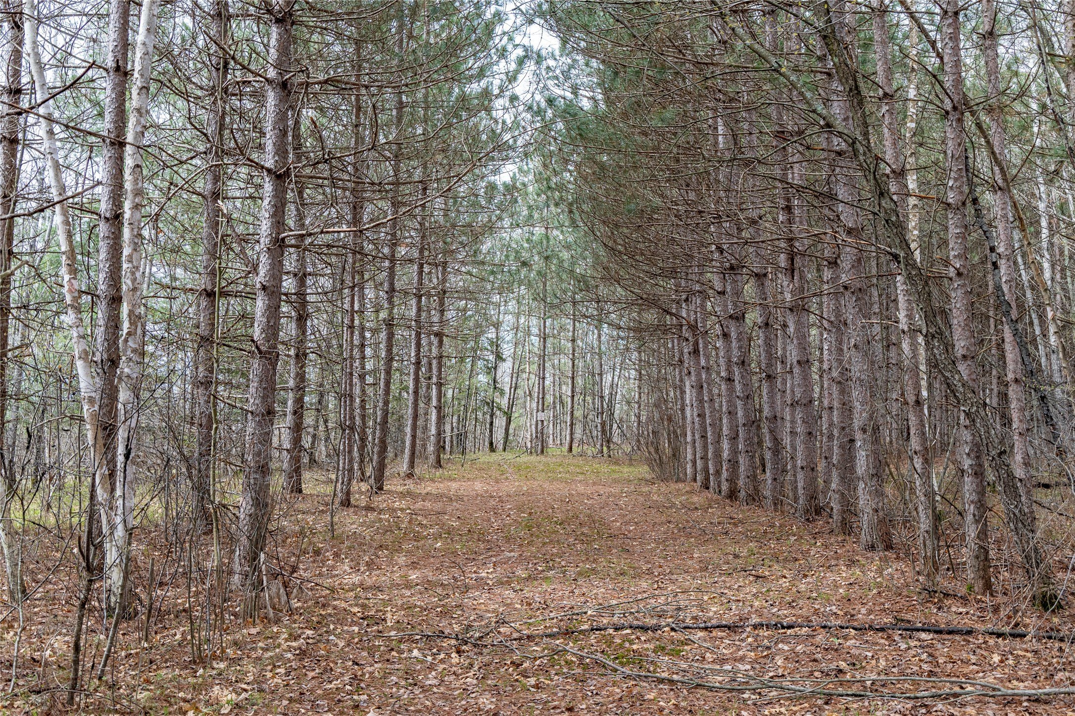 40 Acres of Hunting Land