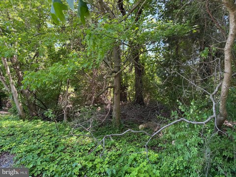 Wooded Lot in Stevensville, MD