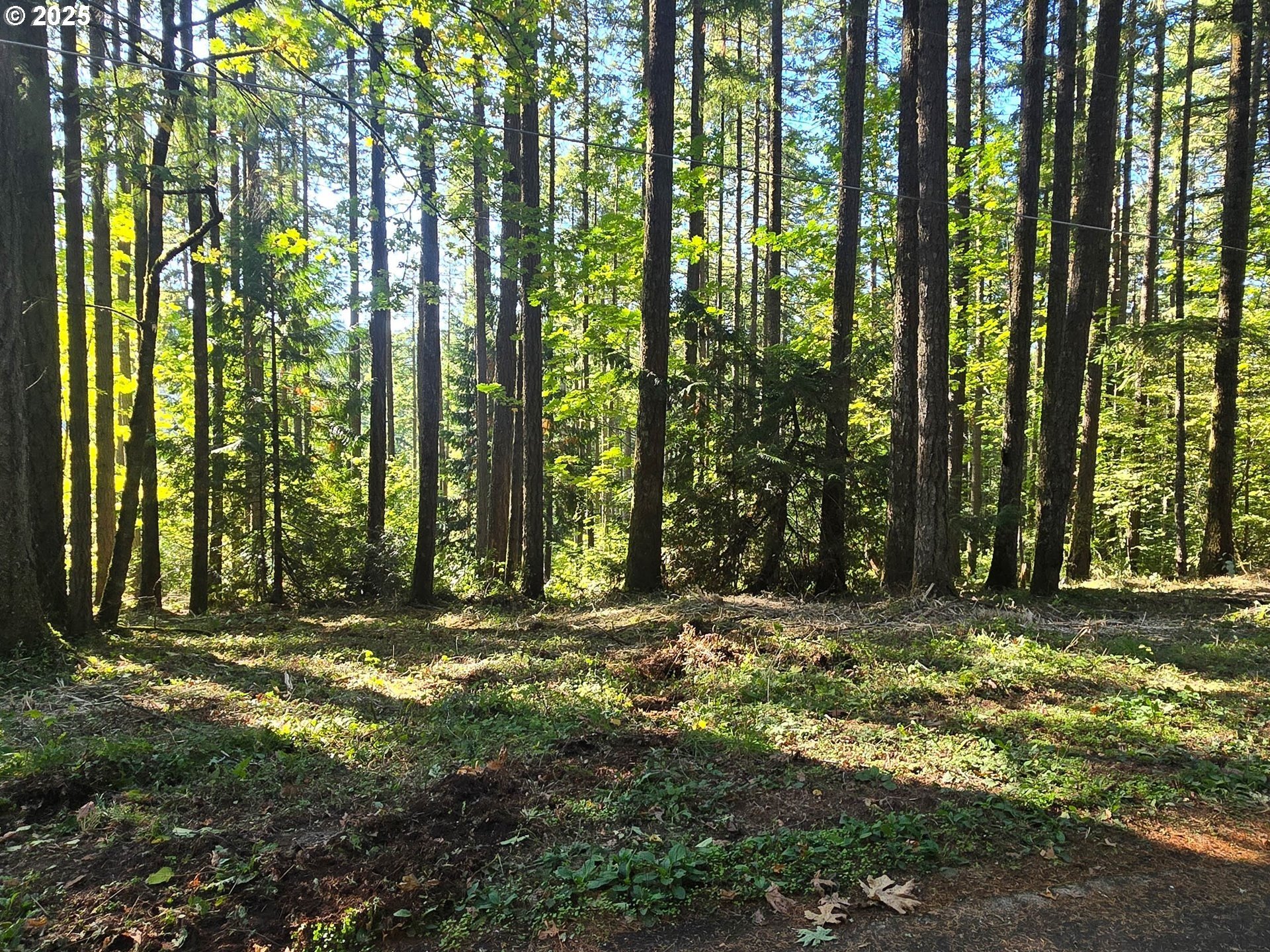 Hillsboro 5-Acre Wooded Land