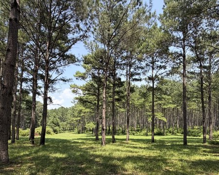 LAND - Elba, AL