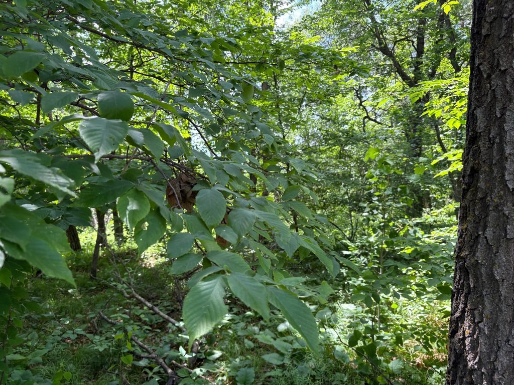 Picture 5