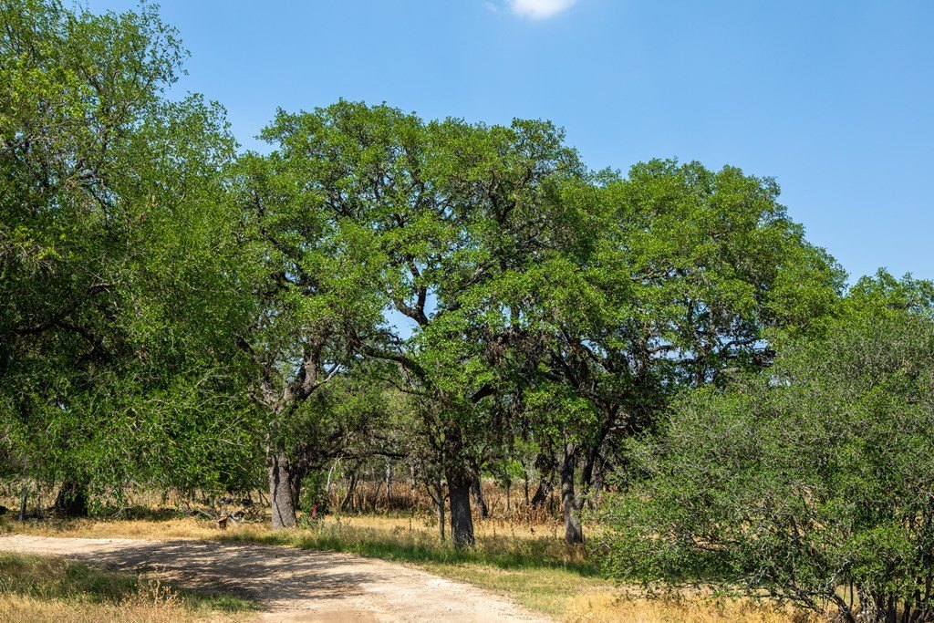 Picture 35