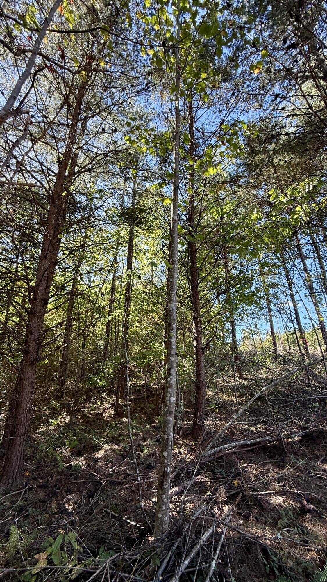 Level Wooded Lot Near Park
