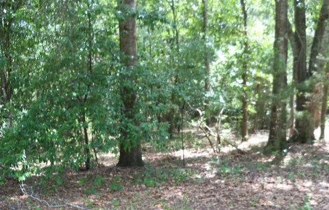 Residential Lot in Lumpkin, GA