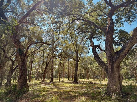 Lots/Land, Poplarville, MS