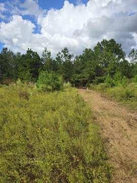 5-Acre Wooded Residential Land