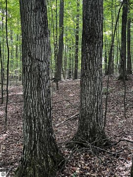 KINGSLEY, MI
