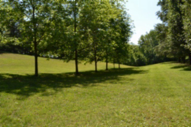 Picture 51
