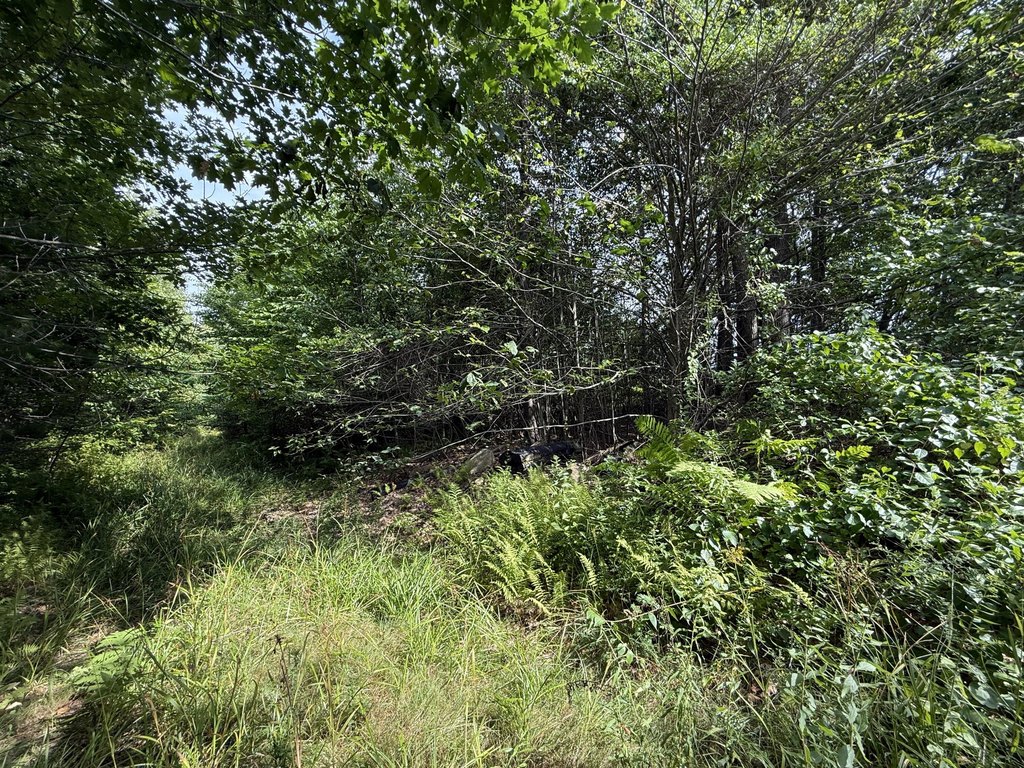 Picture 5