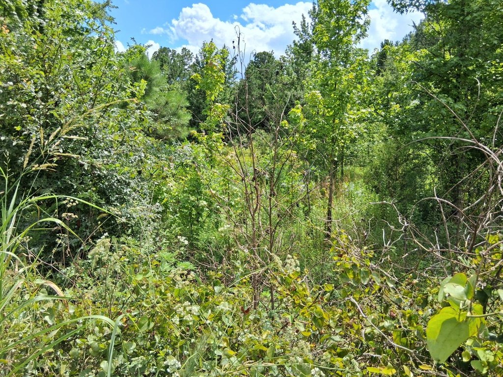 Picture 3