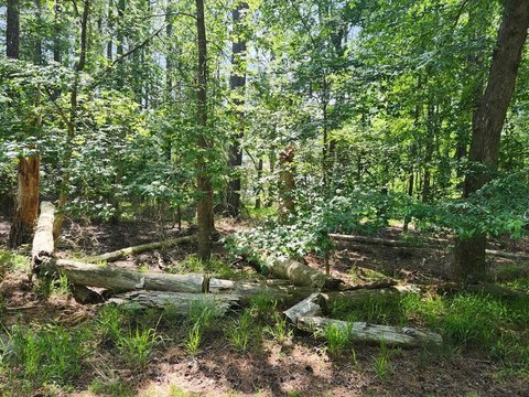 LAND - GREENBACKVILLE, VA